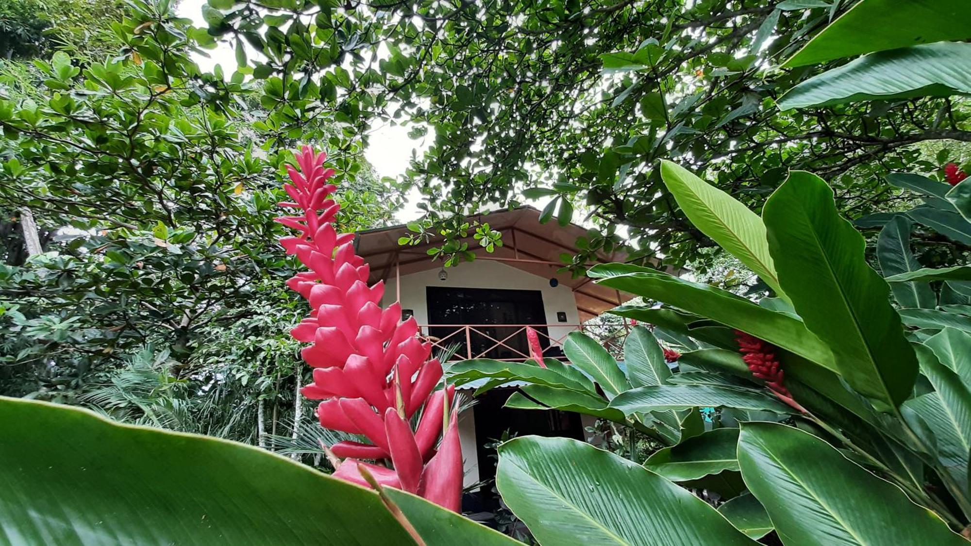 Casa Martina Leilighet Cahuita Eksteriør bilde